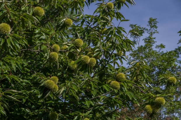 Malerba Castagne Alberi di Castagno