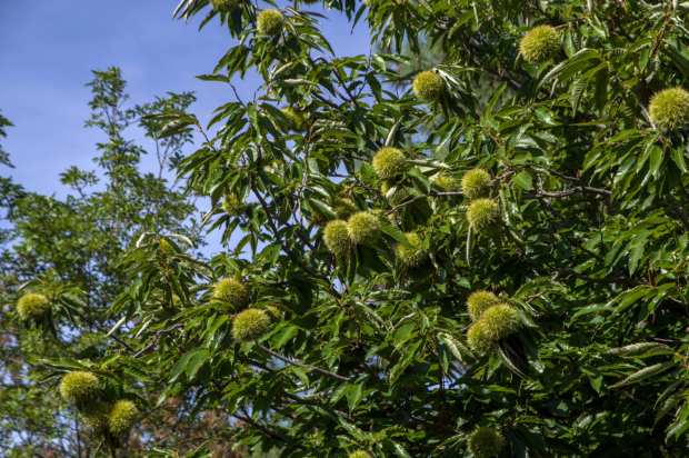 Malerba Castagne Ricci Castagno