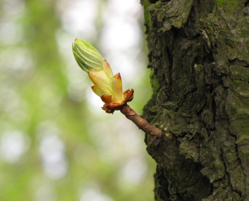 Caratteristiche botaniche del Castagno