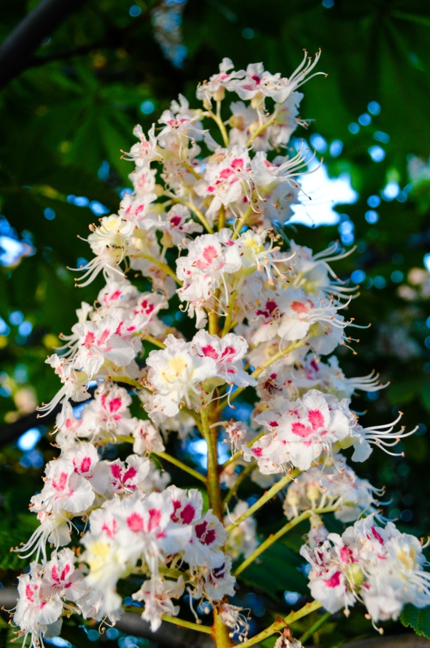 Caratteristiche botaniche del Castagno - Fiore