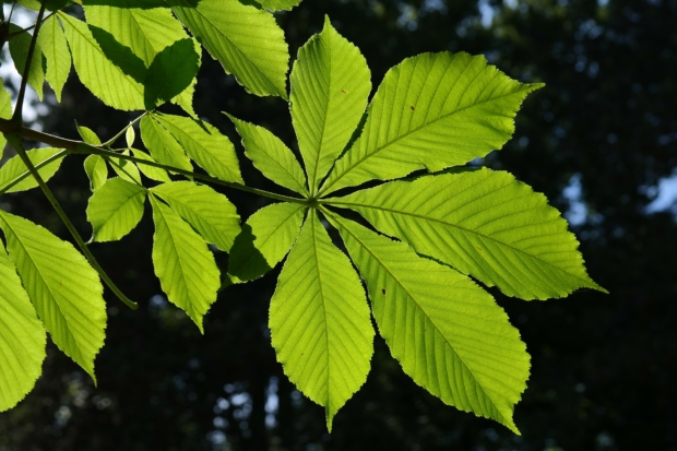 Caratteristiche botaniche del Castagno - Foglie
