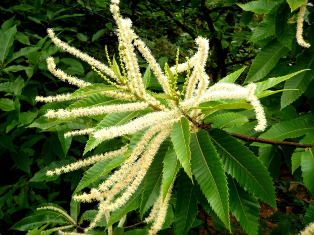 Caratteristiche botaniche del Castagno - il Fiore