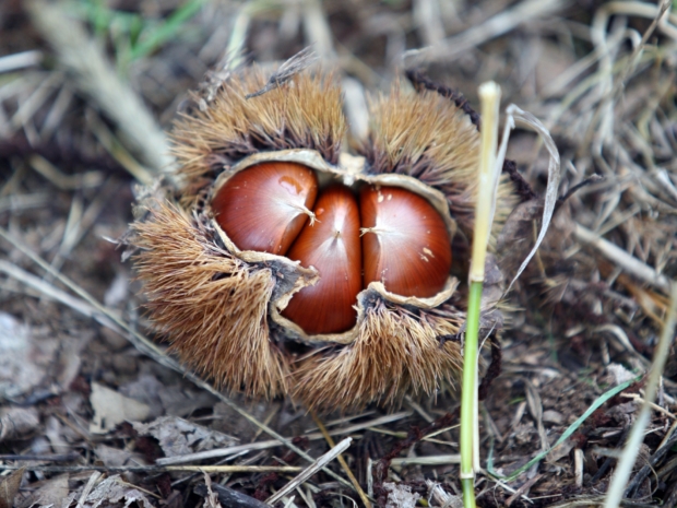 Castagne - Malerba Castagne