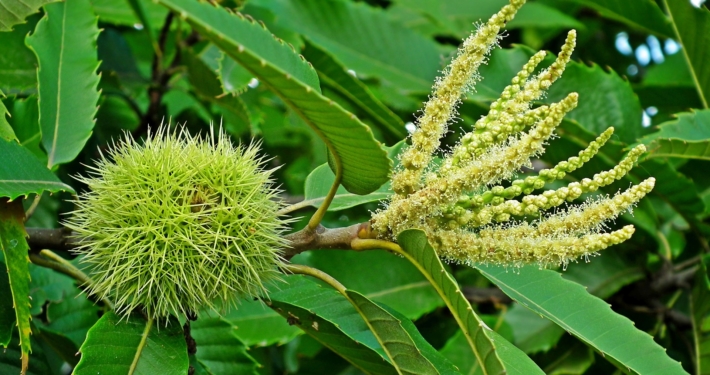 Descrizione del Castagno Riccio e Fiore