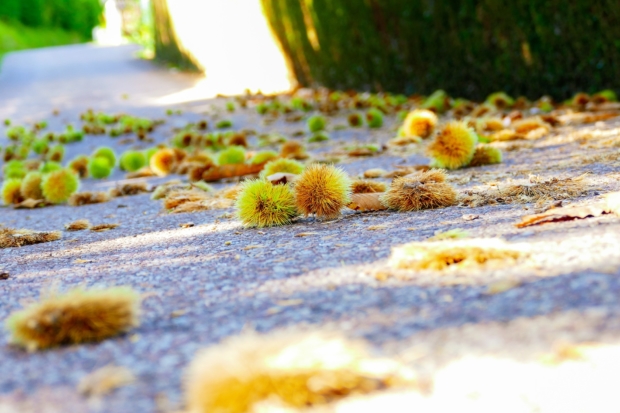 Malerba Castagne Montella