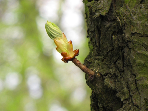 Caratteristiche botaniche del Castagno