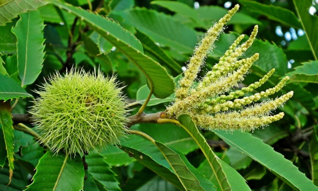 Descrizione del Castagno Riccio e Fiore