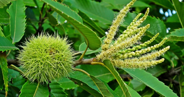 Descrizione del Castagno Riccio e Fiore