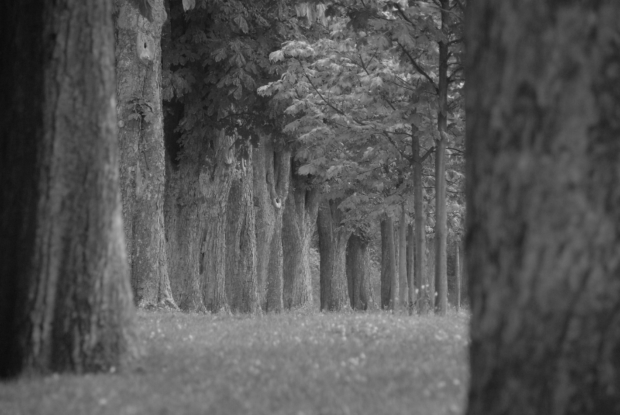 Il Castagno nella Storia