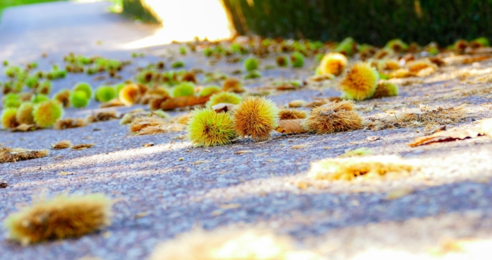 Malerba Castagne Montella