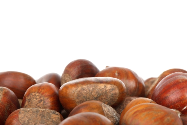 Malerba Castagne castagne